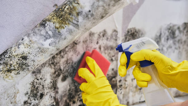 Why You Should Choose Our Mold Remediation Services in Anaconda, MT